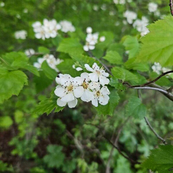 Crataegus submollis Flor