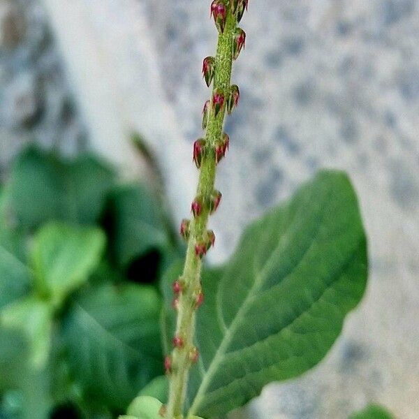 Achyranthes aspera Fruit