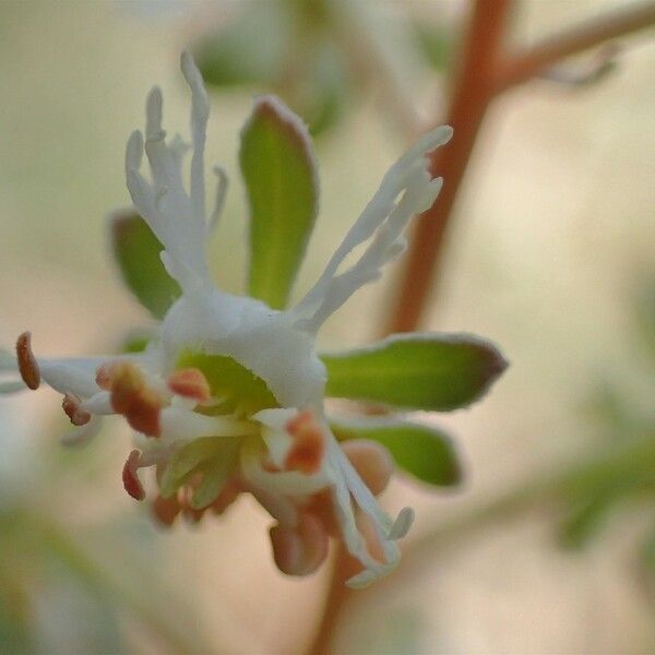 Reseda phyteuma फूल