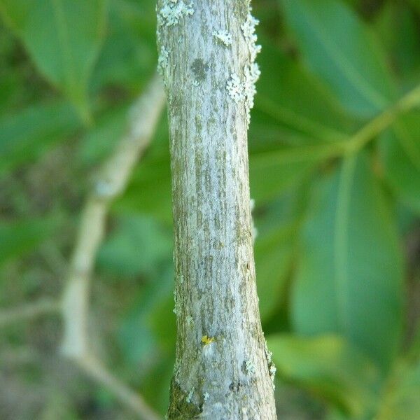 Carya glabra خشب