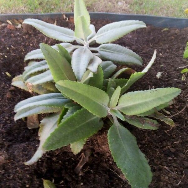 Kalanchoe gastonis-bonnieri 葉