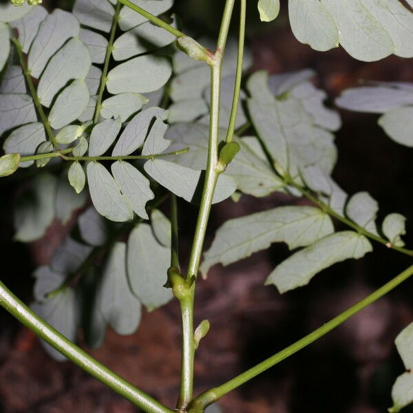 Zapoteca formosa Blad