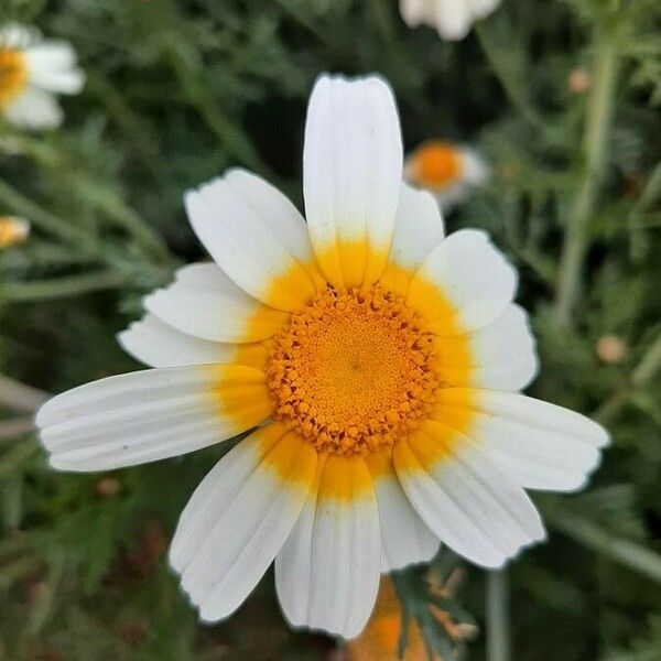 Glebionis coronaria Kwiat