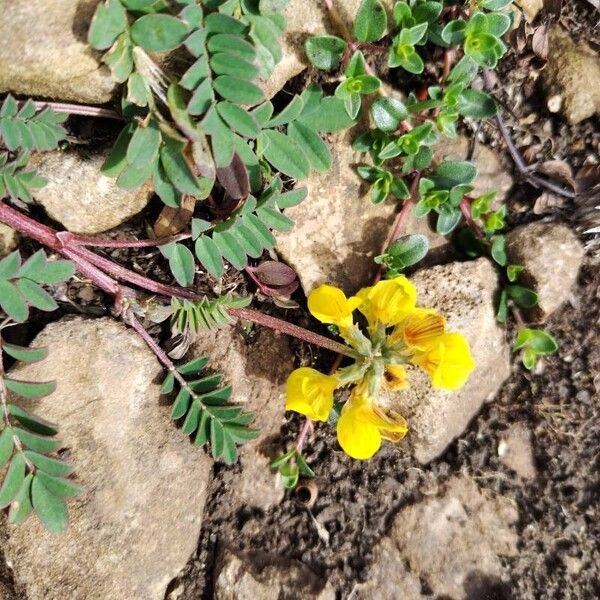 Hippocrepis comosa Flower