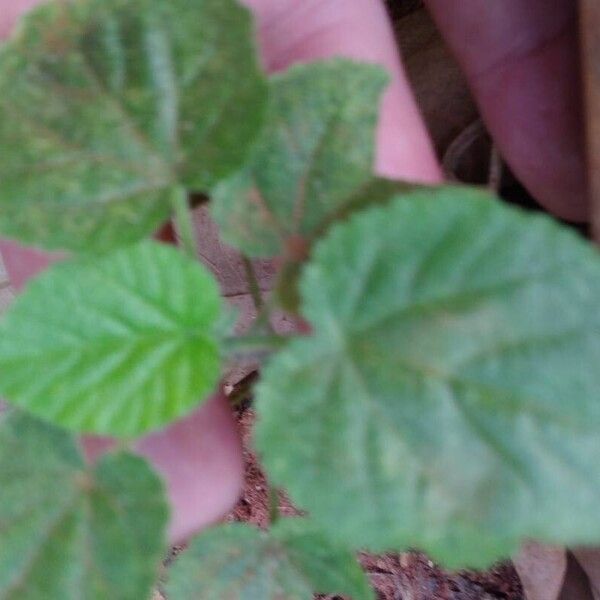 Sida cordifolia 葉