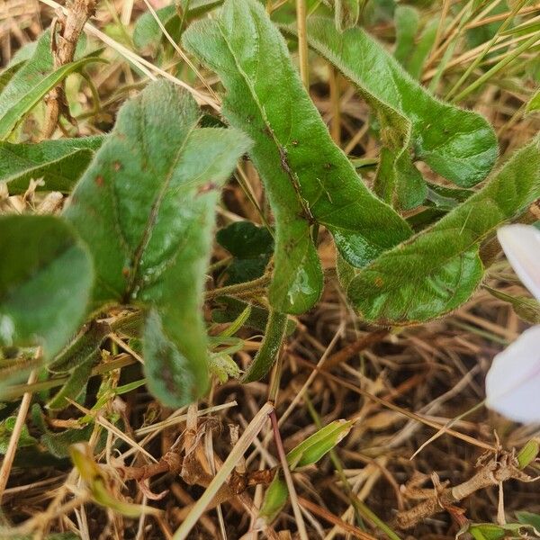 Ipomoea mombassana Foglia