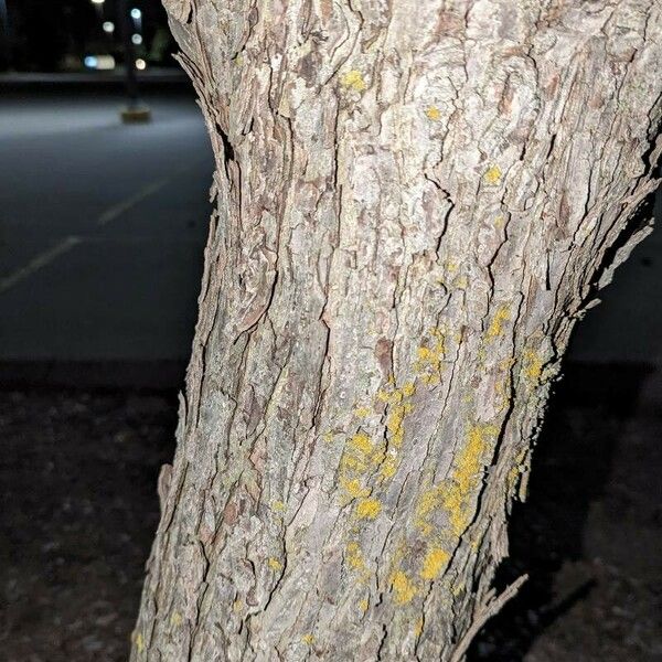 Malus toringo Corteccia