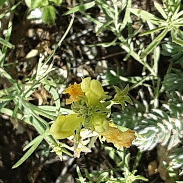 Linaria supina Blomst