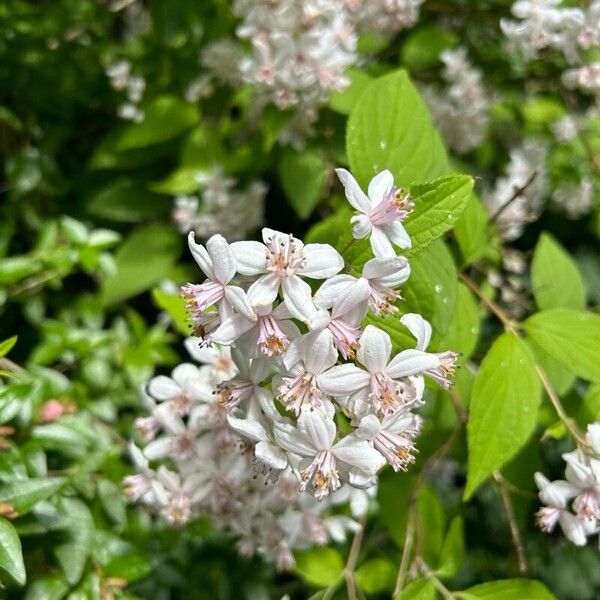 Deutzia gracilis फूल