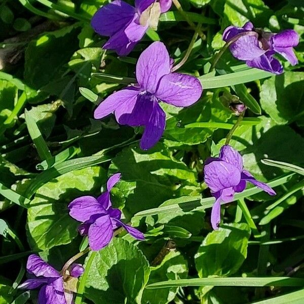 Viola hirta Blomst