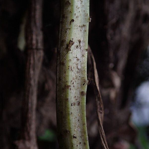 Ceratopteris cornuta Leaf