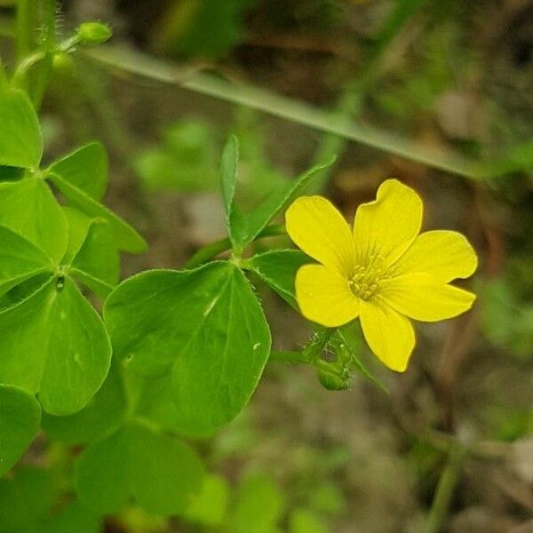 Oxalis fontana Flower