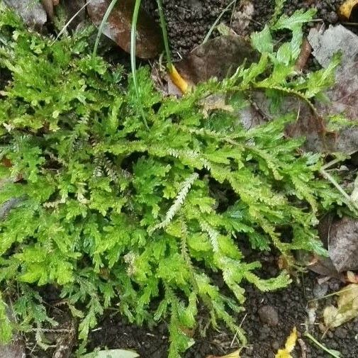 Selaginella stenophylla 叶