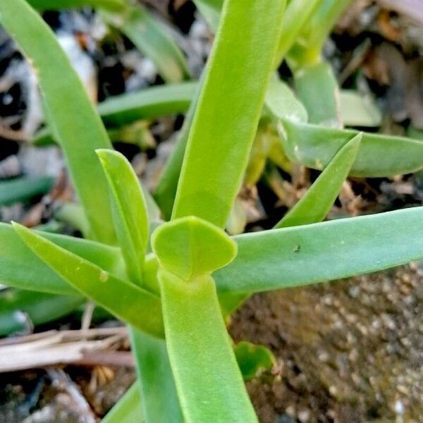 Carpobrotus acinaciformis برگ