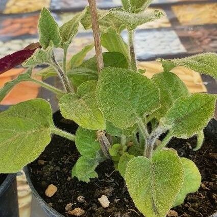 Physalis peruviana Foglia