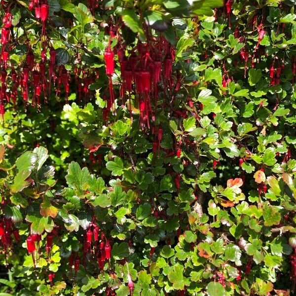 Ribes speciosum Flor