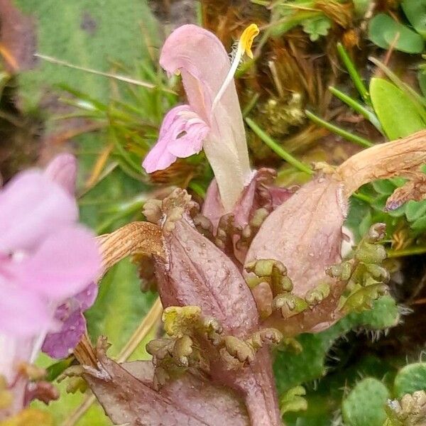 Pedicularis sylvatica Flor