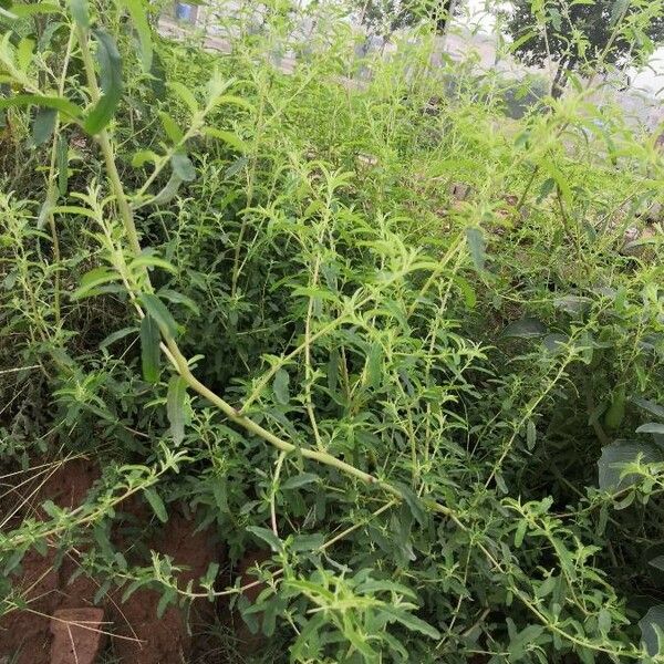 Amaranthus albus Blatt