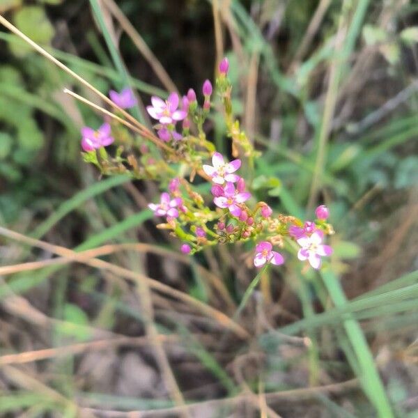 Centaurium littorale Flor