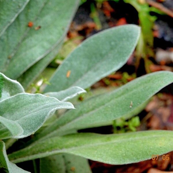 Lychnis flos-jovis Folio