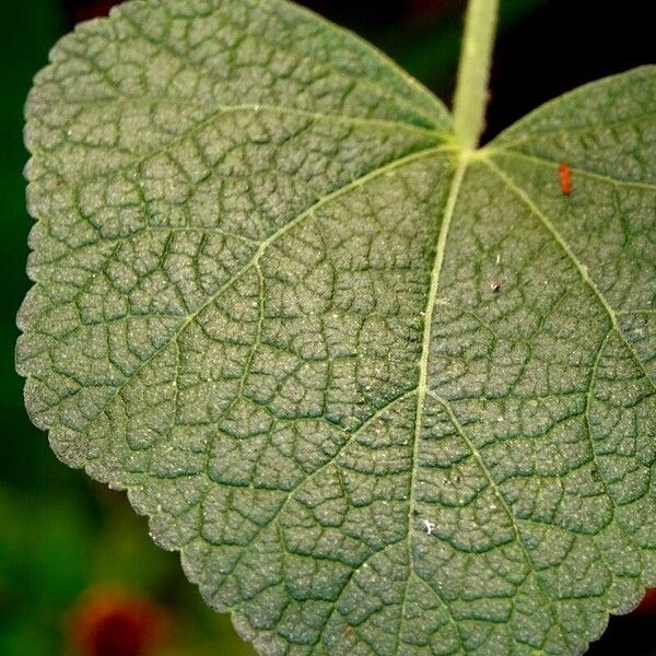 Alcea rosea Leaf