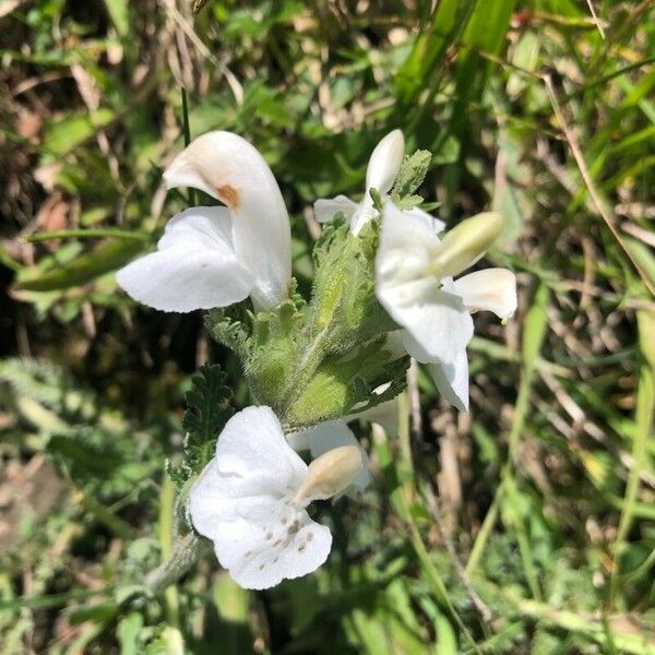 Pedicularis gyroflexa Flower