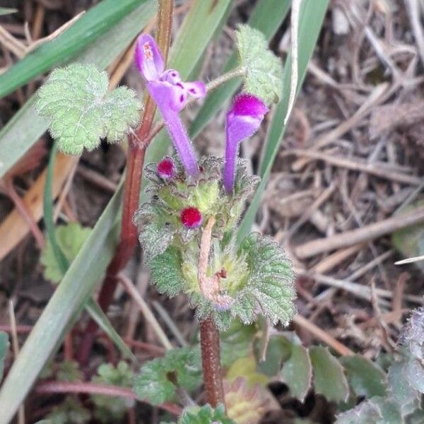 Lamium amplexicaule Flower