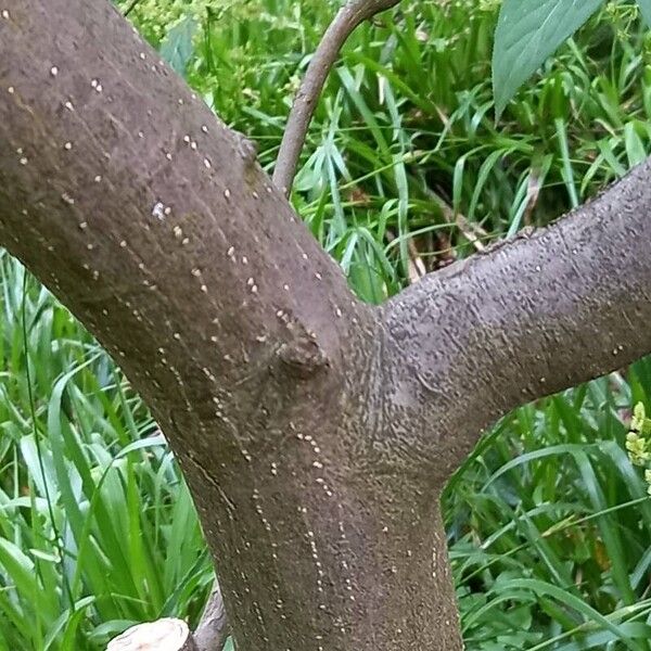 Euonymus latifolius Kora