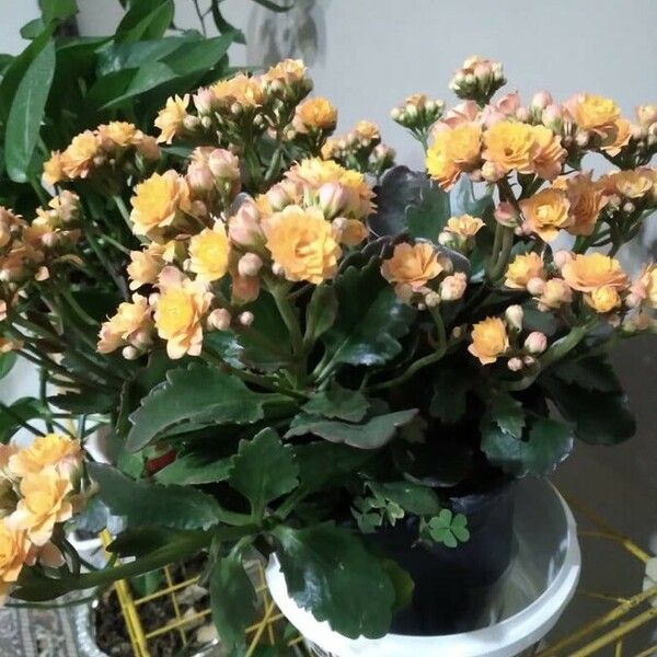 Kalanchoe blossfeldiana Flower