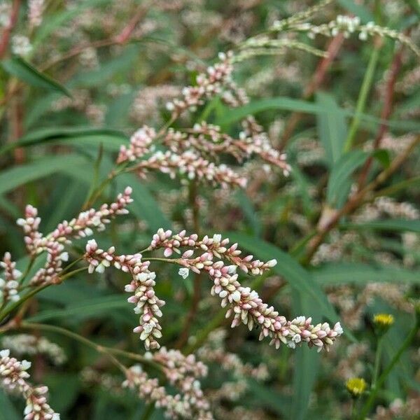 Persicaria decipiens Flower