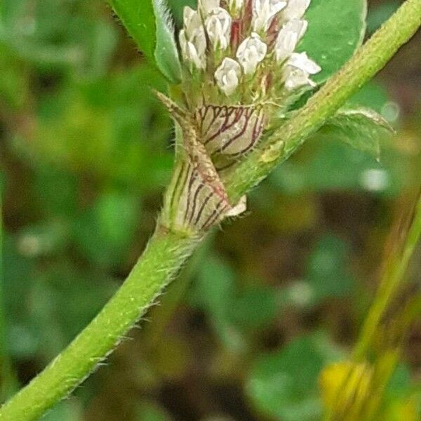 Trifolium striatum Kukka