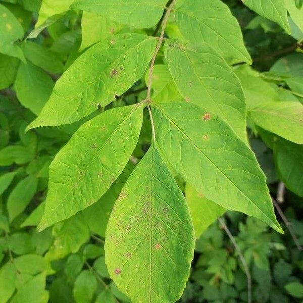 Fraxinus americana Fuelha