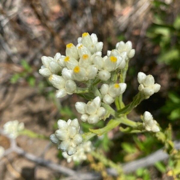 Pseudognaphalium californicum Cvet