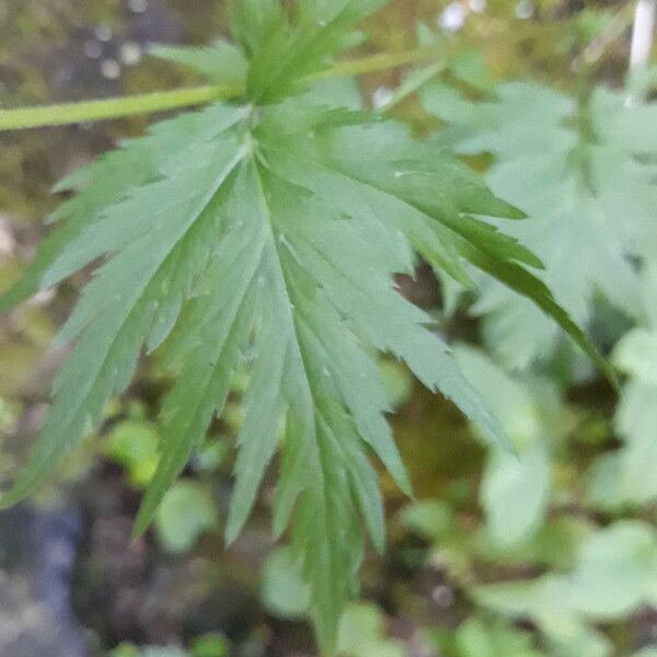 Achillea macrophylla Leaf