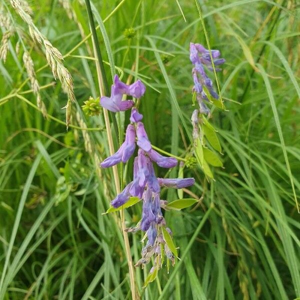 Vicia villosa Blüte