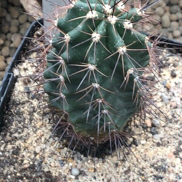 Echinocereus coccineus Φύλλο