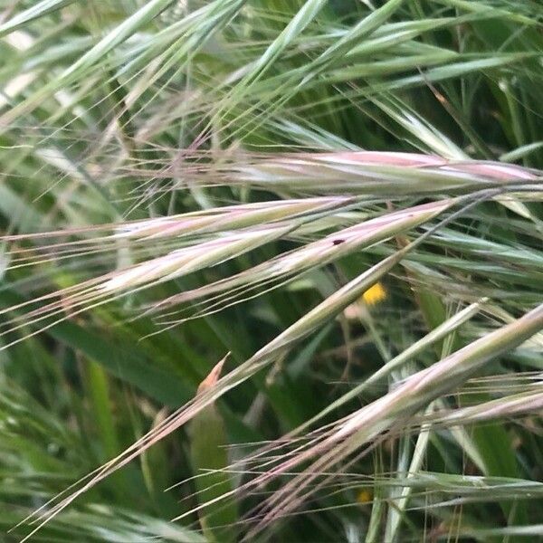 Bromus diandrus फूल