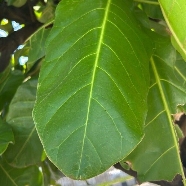 Barringtonia asiatica Φύλλο