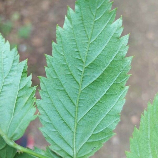 Rubus apetalus Leaf