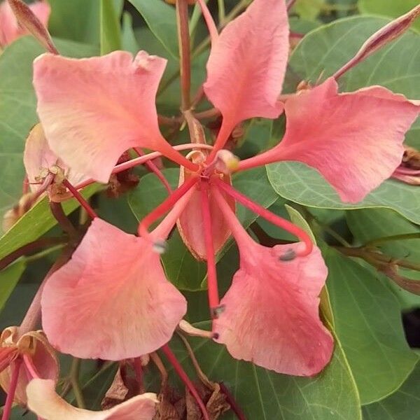 Bauhinia galpinii Flower