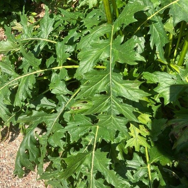 Acanthus spinosus Blad