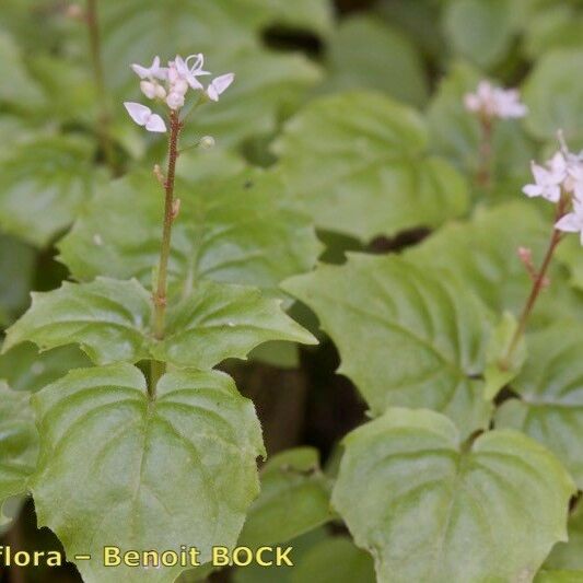 Circaea alpina Outro