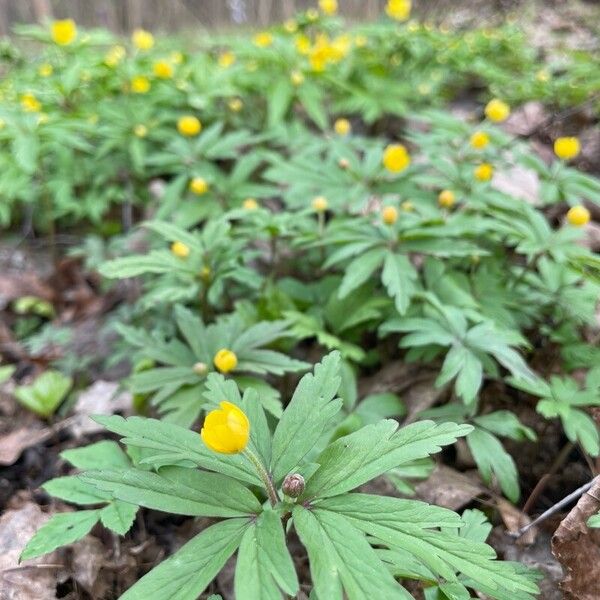 Anemonoides ranunculoides Flor