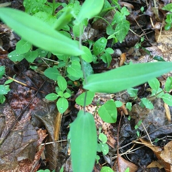 Uvularia perfoliata ഇല