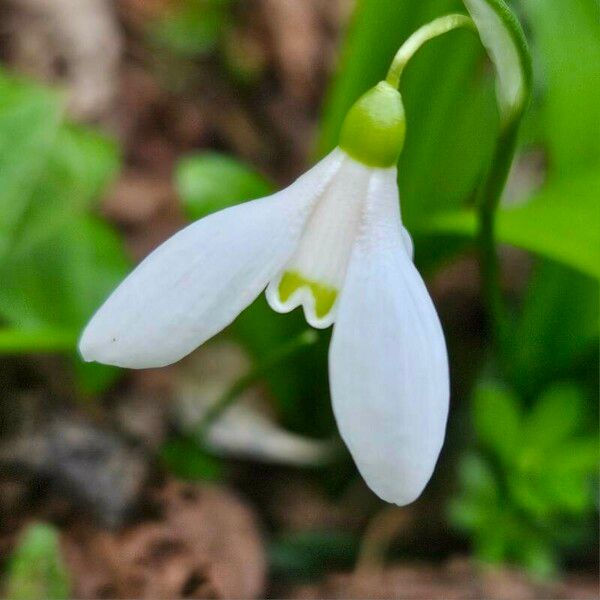 Galanthus woronowii 花