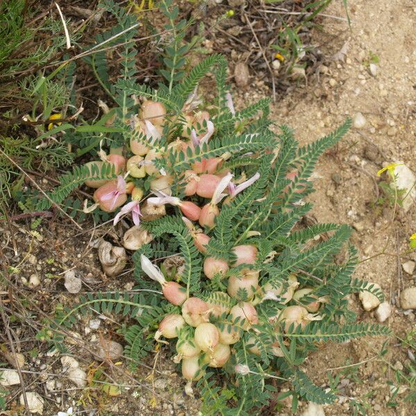 Astragalus physocalyx Buveinė