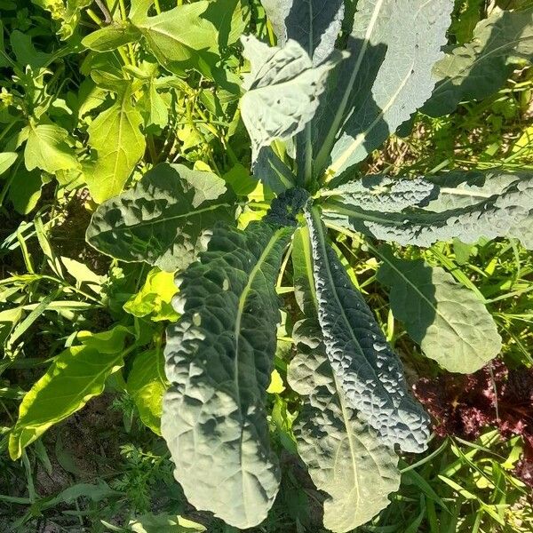 Brassica oleracea Leht