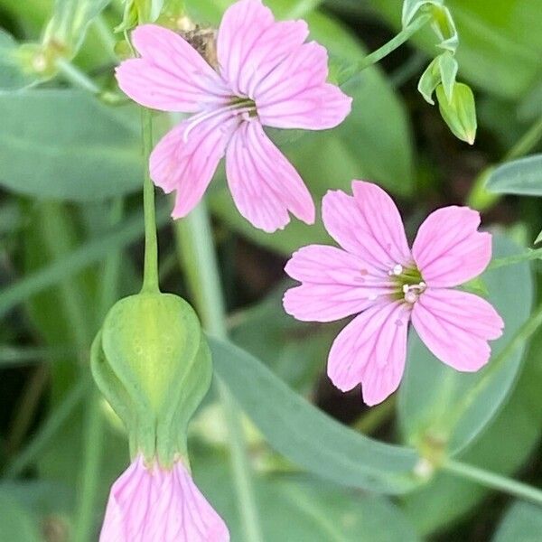 Gypsophila vaccaria Flower