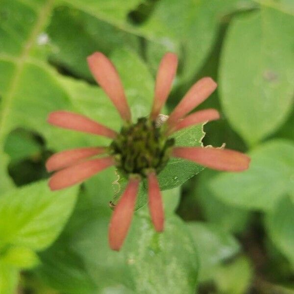 Zinnia peruviana Flower