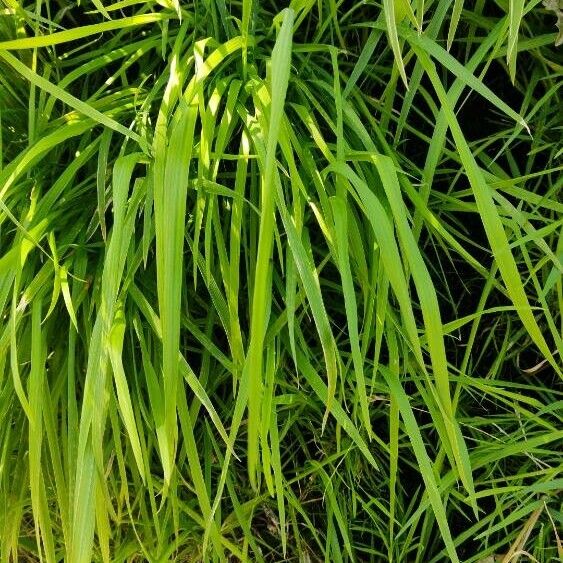 Leersia oryzoides Folha